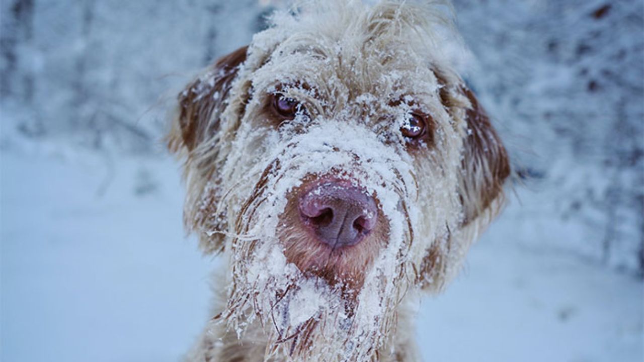 cane innevato