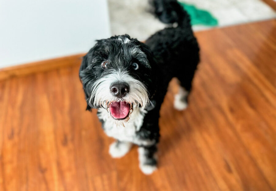 Bernedoodle, salute e benessere: come farlo stare sempre bene