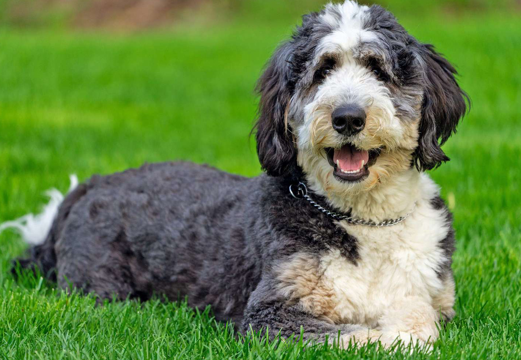 cane bianco e nero in giardino