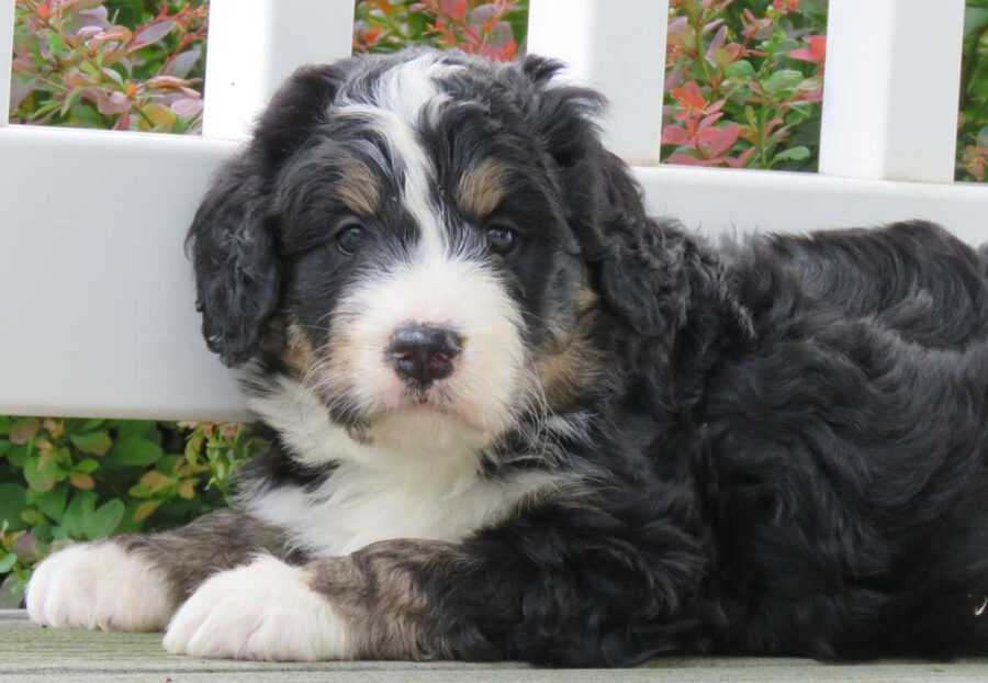 Bernedoodle, carattere: tutto sul suo temperamento e sull’indole