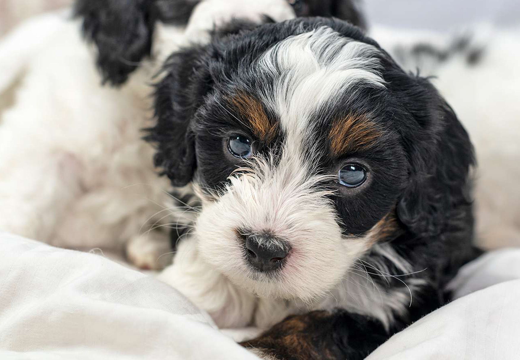 cuccioli di cane ibrido