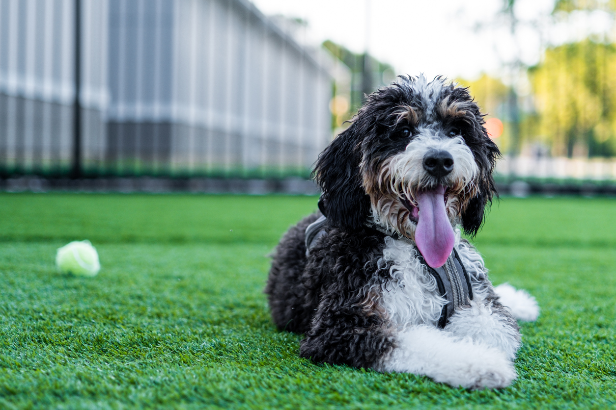 Bernedoodle