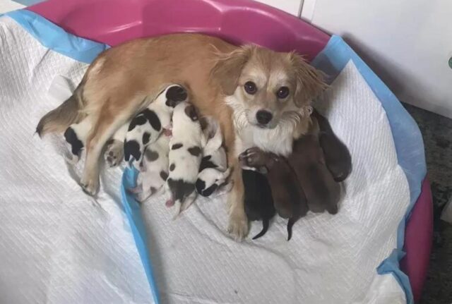 La cagnolina sorprende i suoi genitori adottivi, anche dopo che i veterinari hanno detto che non era incinta