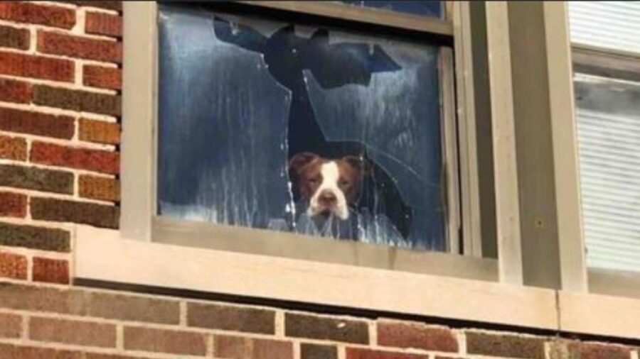 un pitbull affacciato ad una finestra