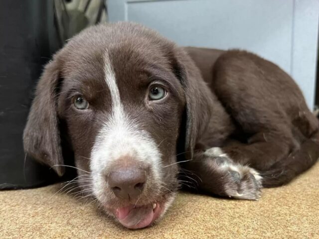 Il cucciolo di cane non si è solo sottoposto a un intervento salvavita: ha anche trovato il vero amore