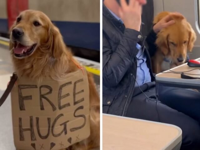 Coccole in treno e in metro: questo Golden Retriever ha il “compito” di portare gioia ai passeggeri