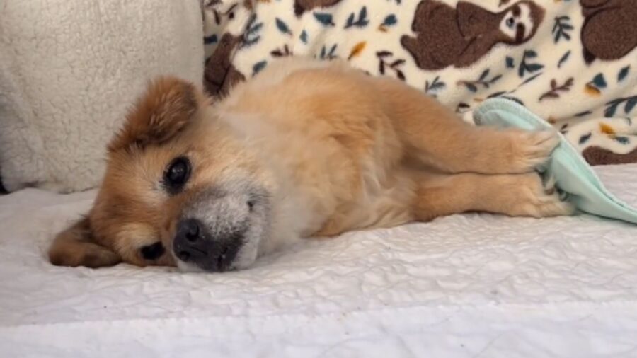 cagnolino sul divano