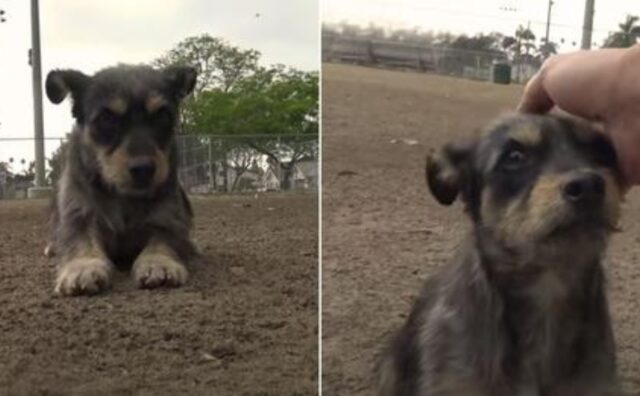 Il cagnolino è rimasto terrorizzato e ha rifiutato ogni contatto finché non ha capito di essere davvero al sicuro (VIDEO)