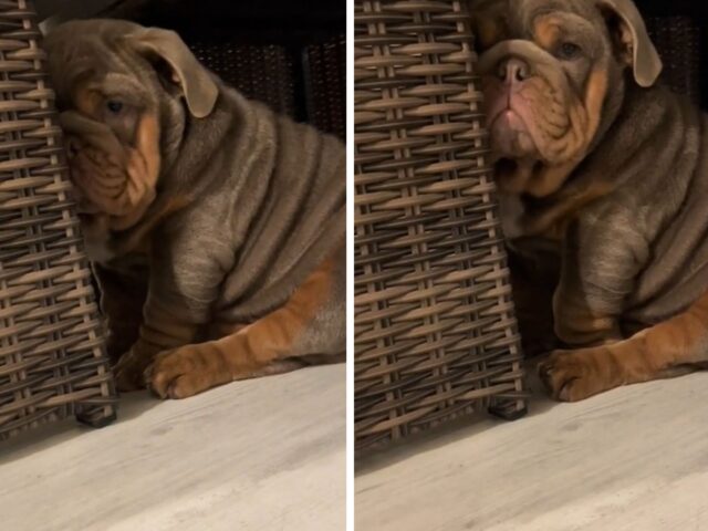 Il comportamento di questo Bulldog quando vogliono pulirgli le orecchie è tutto da vedere