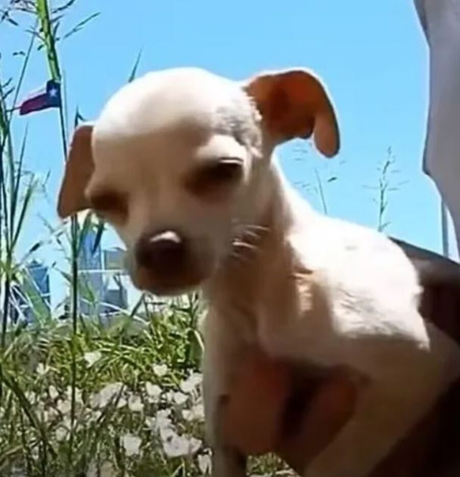 un cagnolino in braccio ad un ragazzo