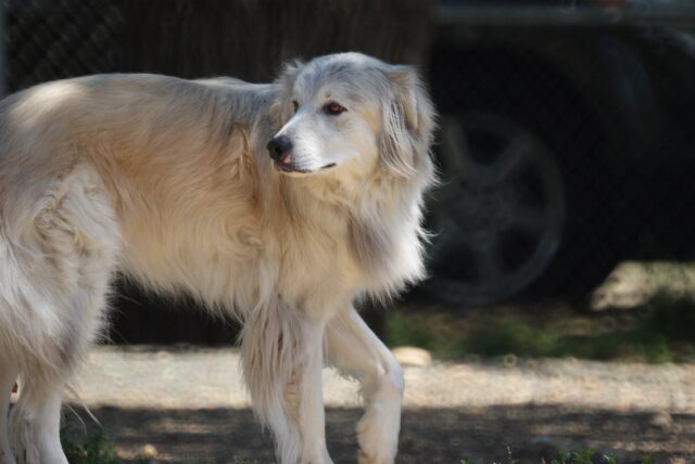 Cambiare il nome al cane: il vicino fa una richiesta assurda, l’animale si chiama come sua figlia