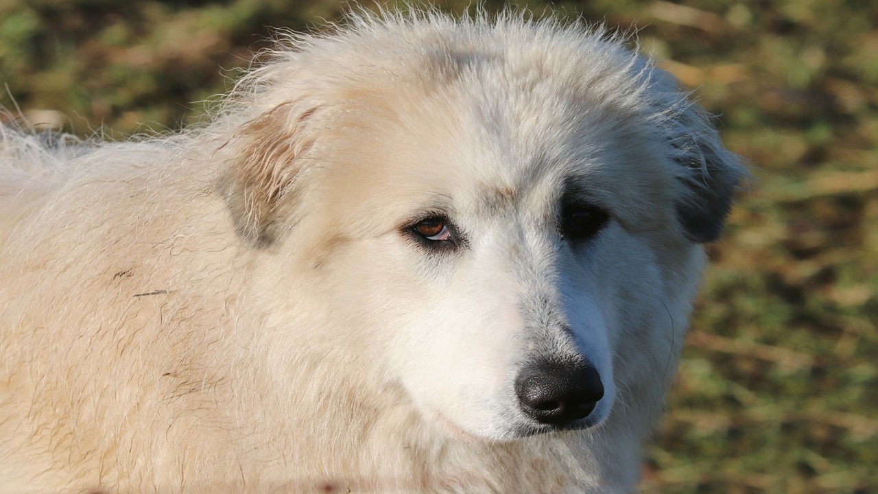 Cane dallo sguardo triste