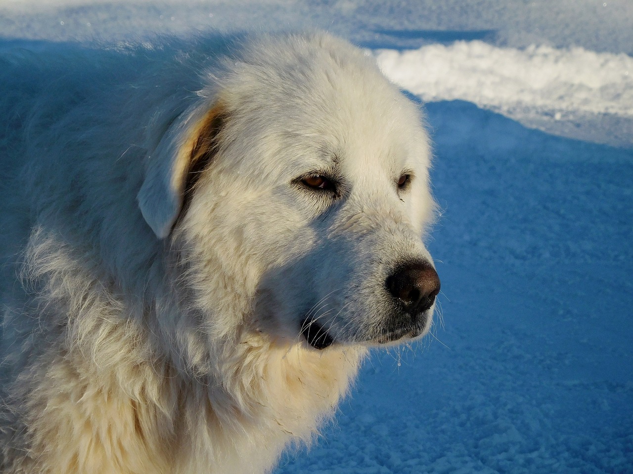 Grosso cane bianco sulla neve