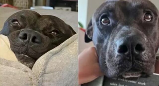 Nessuno voleva adottare questo cane per una ragione inverosimile: riguardava il suo pelo