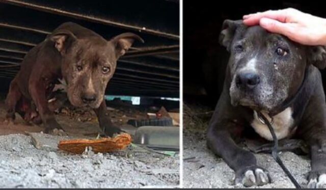Lo hanno lasciato a marcire per ben nove anni: questo cane ha visto solo ora un barlume di speranza