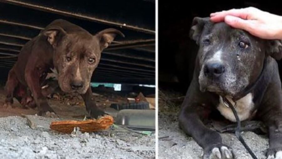 una cagnolina abbandonata