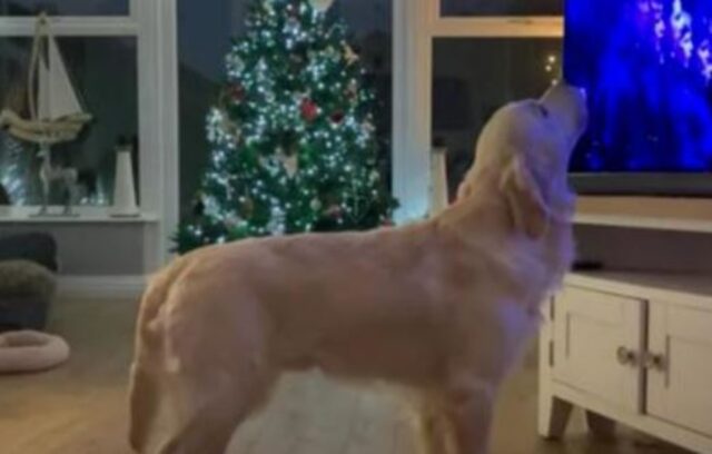 Il Golden Retriever ha deciso di deliziare tutti quanti cominciando a cantare durante la trasmissione natalizia