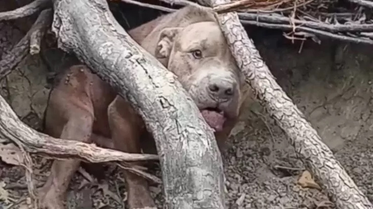 Cane nascosto nei boschi