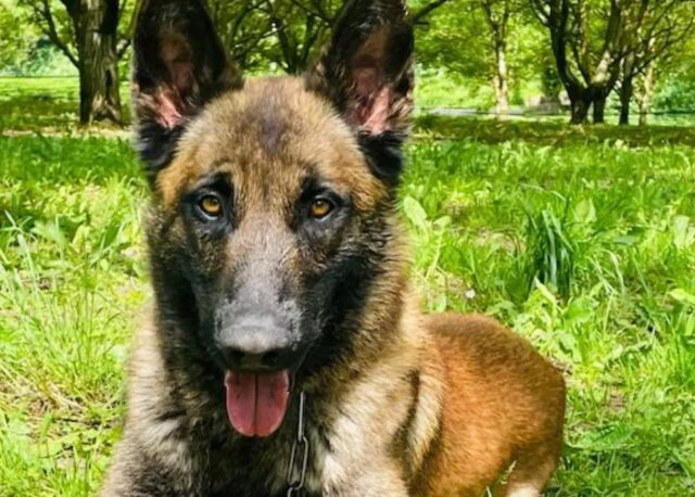 Cane abbandonato diventa un poliziotto in Francia: ecco la storia di Ryuk