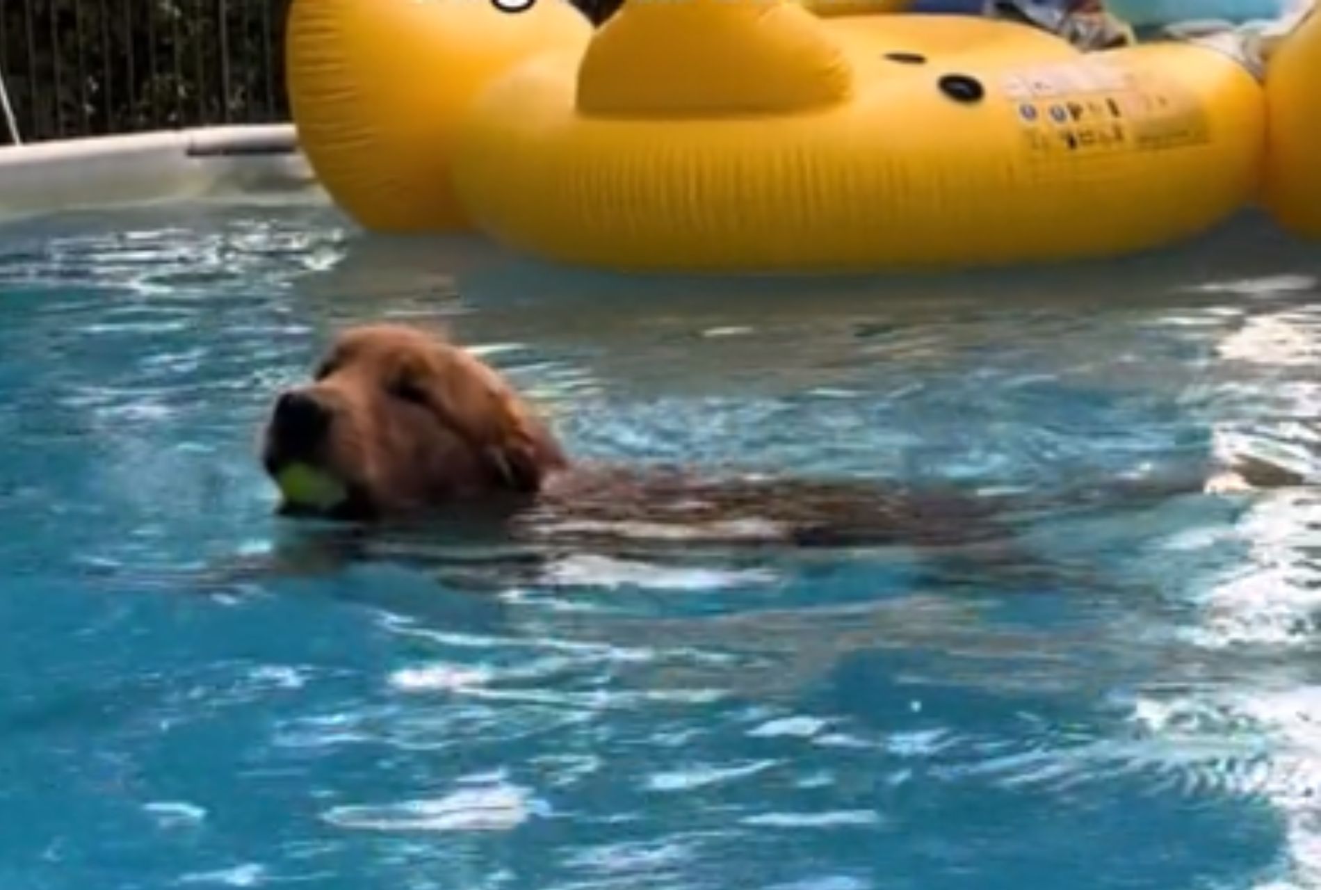 cane adora fare il bagnetto