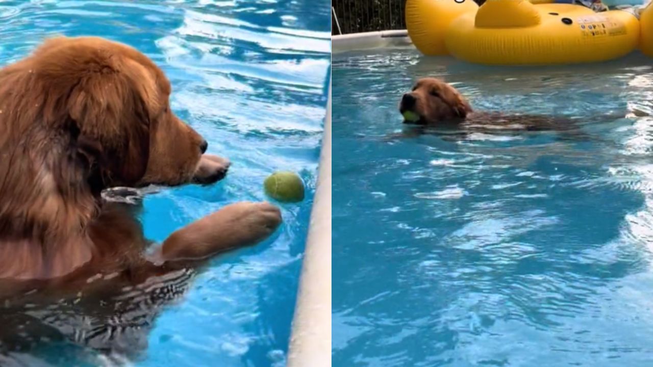 cane adora fare il bagnetto