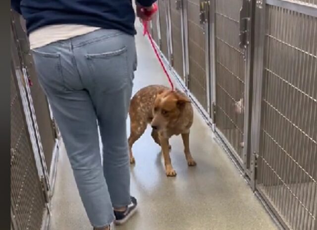 Cane adottato 6 ore prima dell’eutanasia: Ben era ansioso di lasciare la sua gabbia