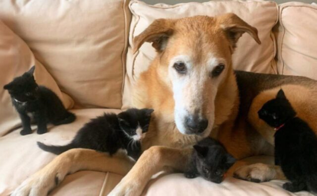 Sì, questo cane è riuscito ad allevare più di 50 gattini che erano rimasti senza la loro mamma