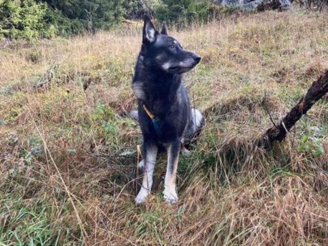 Cane cammina per due giorni per tornare a casa, dopo essere scomparso nel nulla