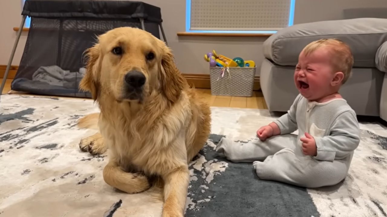 cane e bimbo