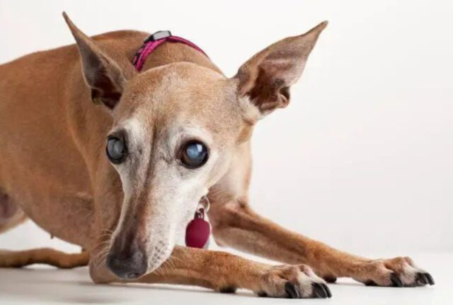 Il cane cieco incontra nuovamente il gatto che lo ha tanto amato, e la loro reazione è davvero emozionante