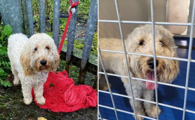 I suoi padroni non lo vogliono più e la faccia confusa di questo cane legato al rifugio esprima tutto il suo dolore