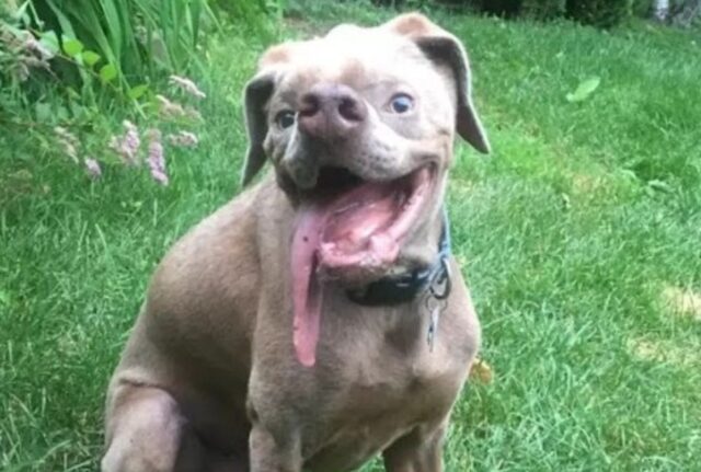 Il cane con una faccia davvero particolare ha finalmente trovato l’amore di una famiglia che stravede per lui