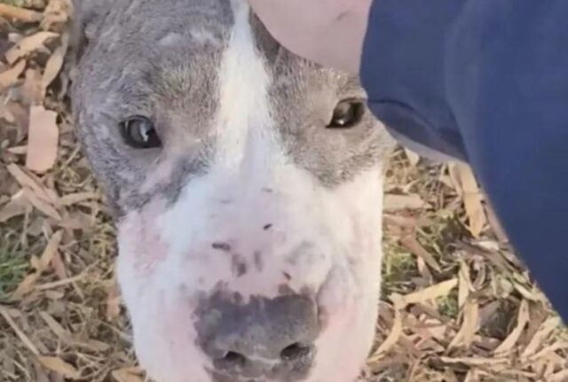 I passanti hanno sentito il loro cuore spezzarsi quando hanno notato il cane con la faccia triste alla fermata