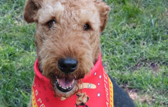 Cane con gravi ferite alla gamba destinato all’eutanasia viene salvato appena in tempo