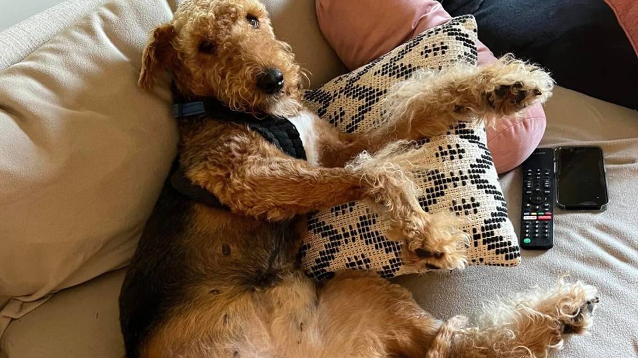 Cane a riposo sul divano