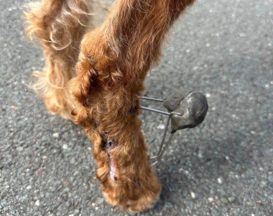 Cane con ferite alla gamba