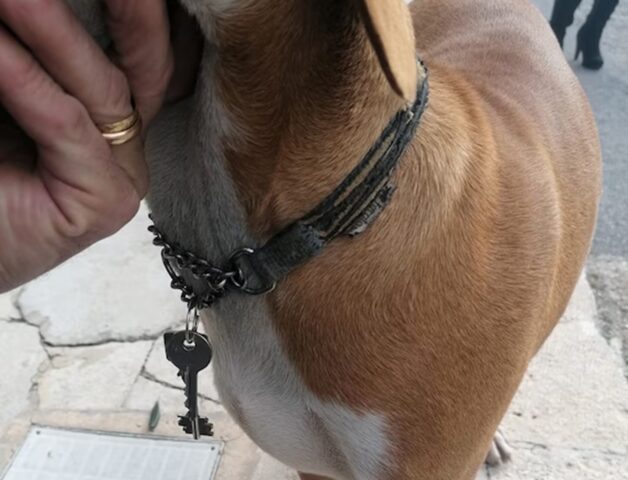 Cane con le chiavi sul collare: a Carini nessuno sa chi sia