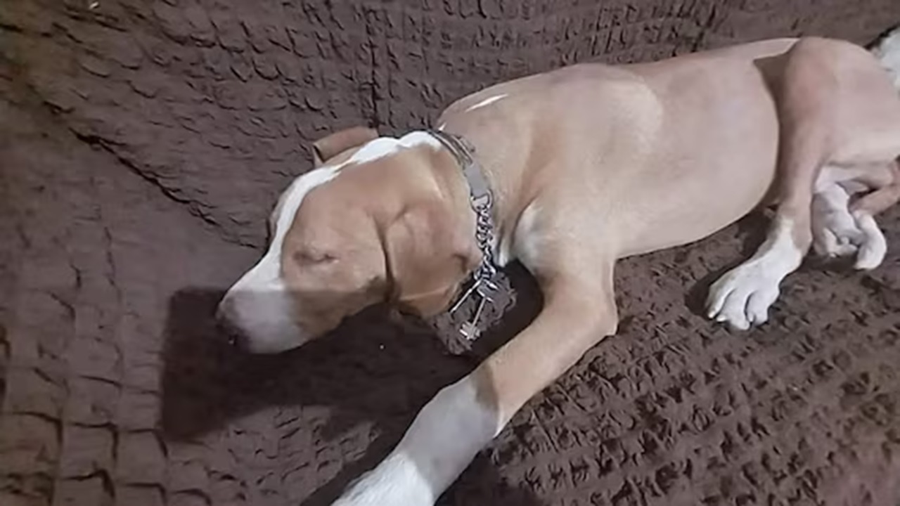 Cane con le chiavi sul collare