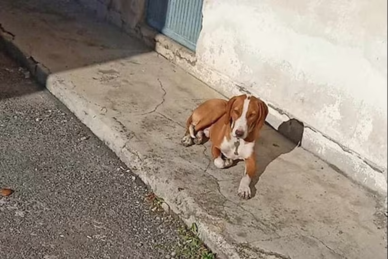 Cane abbandonato in strada