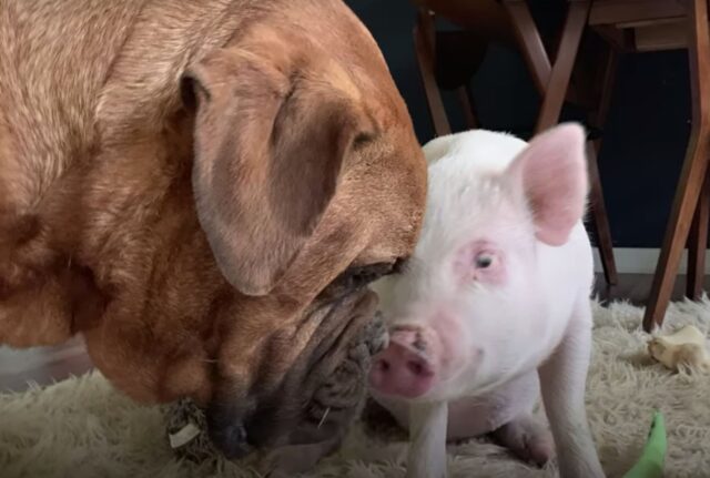 Il cane gigantesco diventa un vero tenerone quando la sua mamma porta a casa un amabile maialino