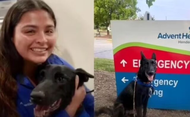Questo cane da pet therapy ha un ruolo molto importante: aiuta queste persone a stare meglio ogni giorno (VIDEO)