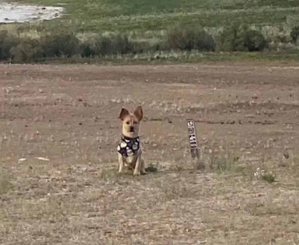 Cane dato in adozione da un rifugio era in realtà cercato dalla famiglia a 2500 km di distanza