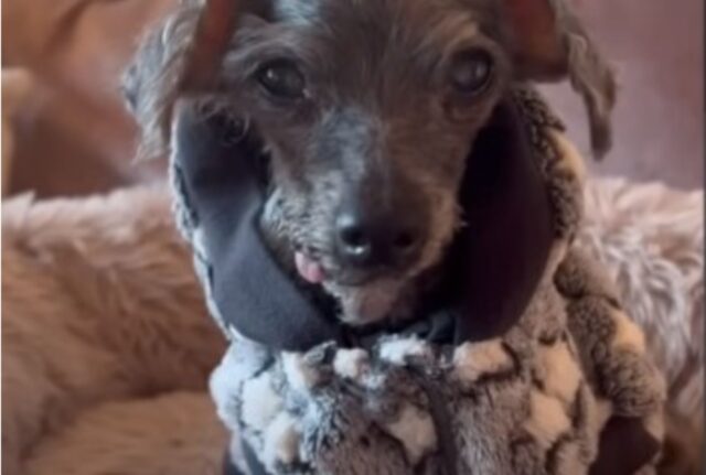 Il cane di 14 anni lasciato fuori dal rifugio finalmente sta scoprendo cosa significa vivere la sua vita al meglio