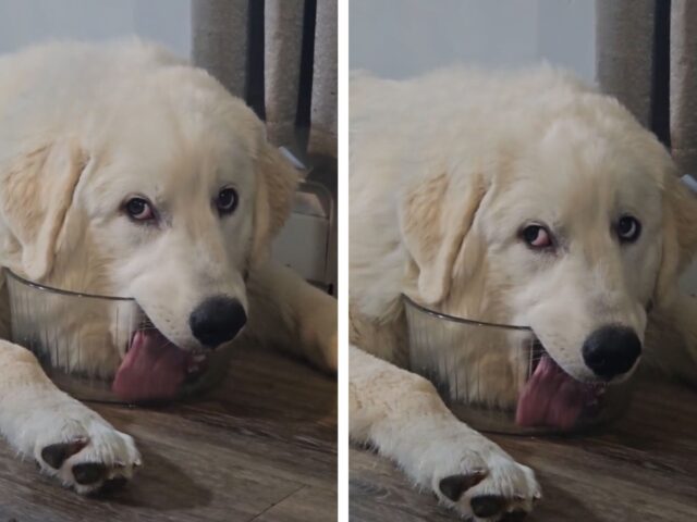 Una scena drammatica: il cane finge di morire disisdratato pur di far riempire la sua ciotola d’acqua