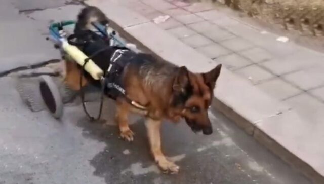 Cane disabile derubato del carrellino a Bari: Mork è volato sul ponte dell’arcobaleno