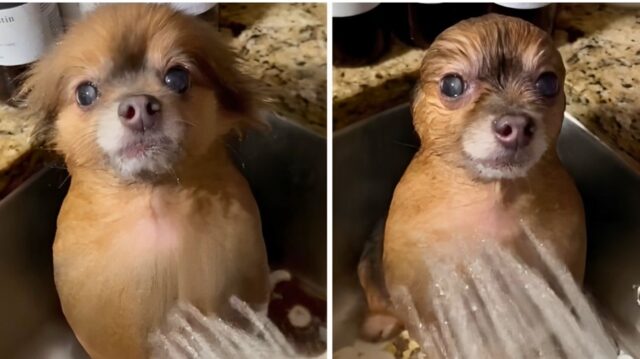 Cane diventa un cucciolo di foca dopo il bagnetto: ecco come si trasforma il volpino