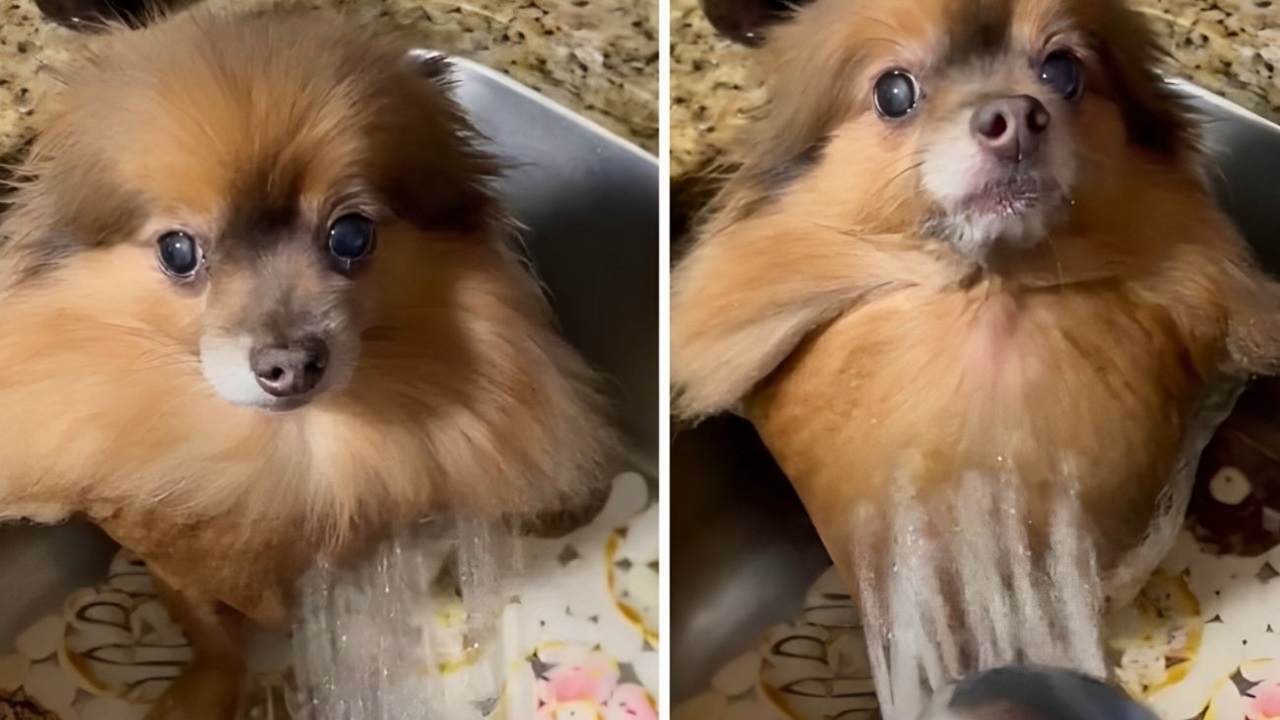 Cane diventa un cucciolo di foca dopo il bagnetto