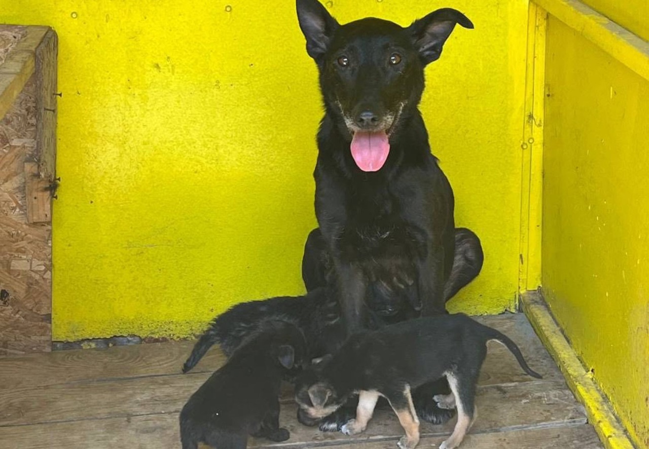 Cane e 10 cuccioli salvi