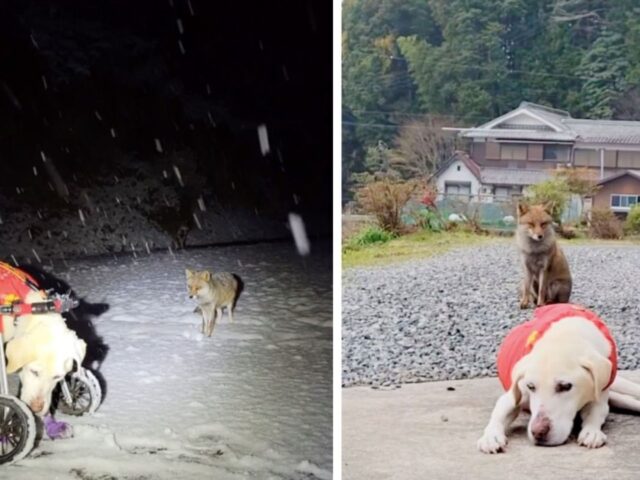 L’amicizia fra il cane e la volpe era destinato a durare davvero fino alla fine