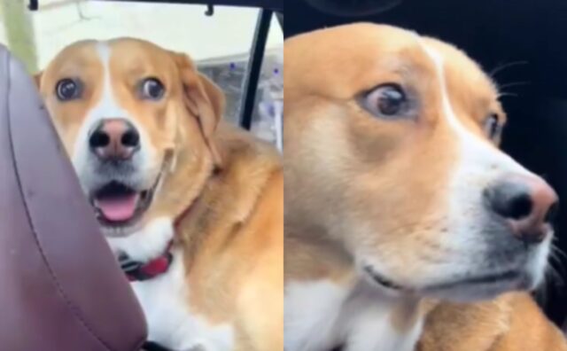 Il cane era felicissimo della passeggiata in macchina, finché non si è accorto della sua destinazione (VIDEO)